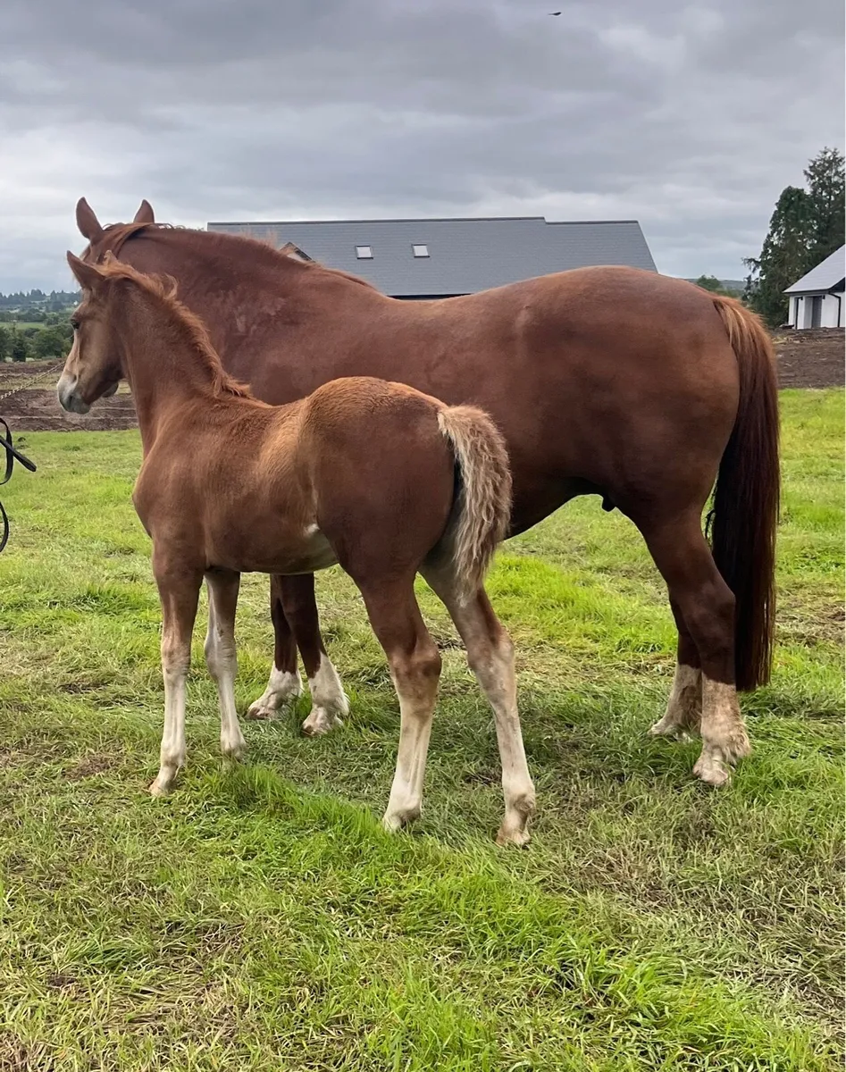 Irish Draught Filly - Image 1