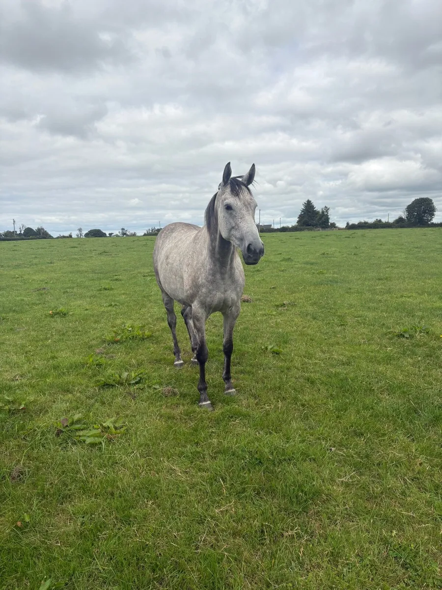 5 year old Capri Mare - Image 1