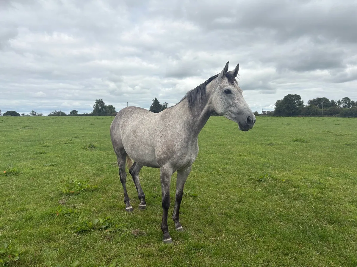 5 year old Capri Mare - Image 2