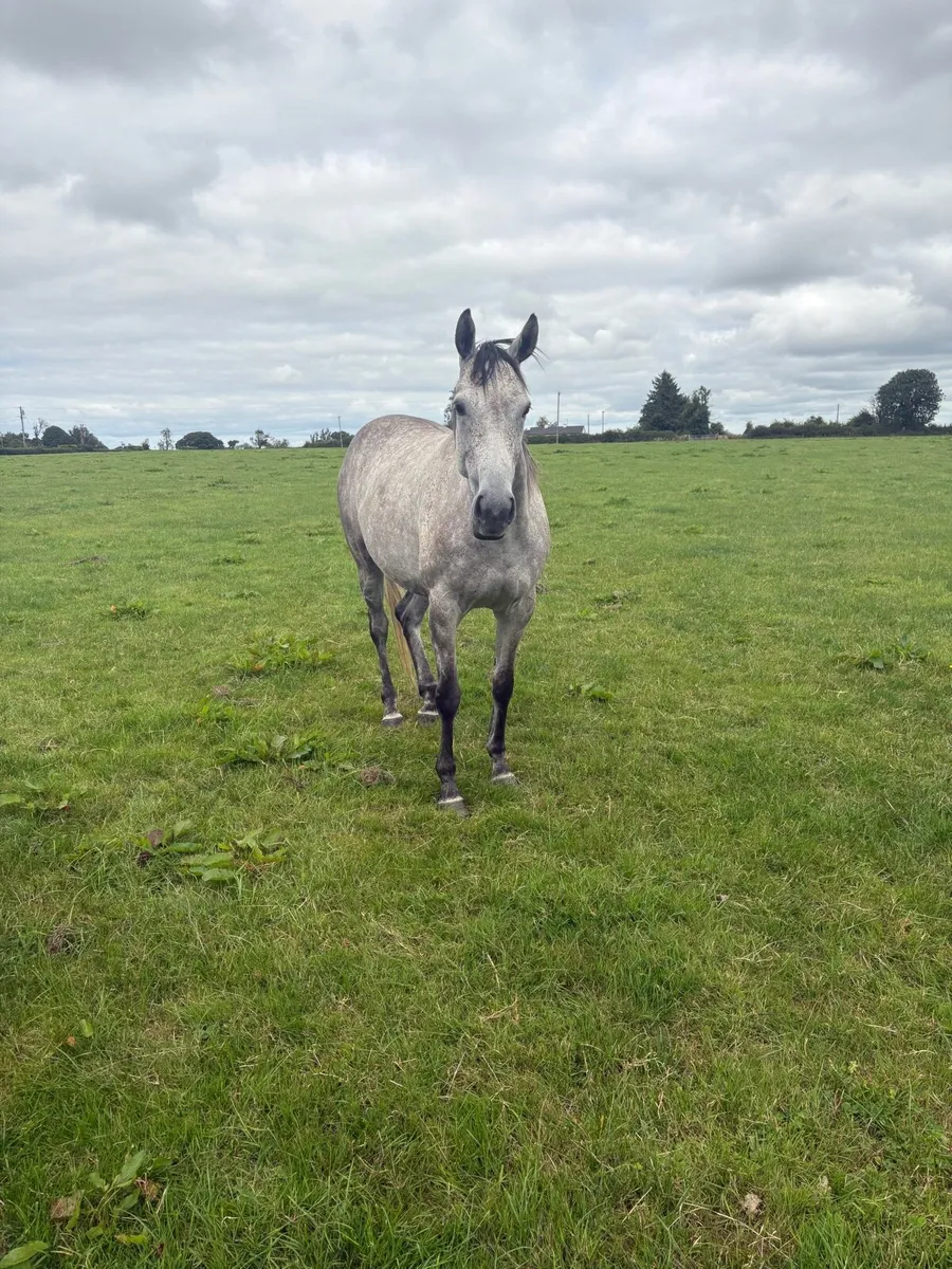 5 year old Capri Mare - Image 3