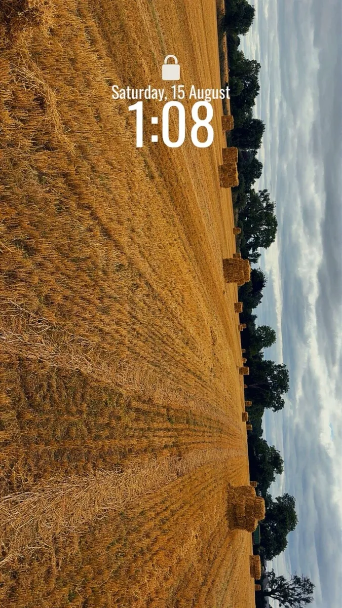 Spring barley straw - Image 1
