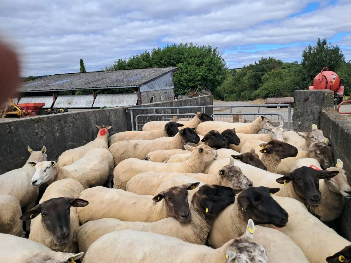 15 Suffolk hoggets and 30 ewes - Image 2
