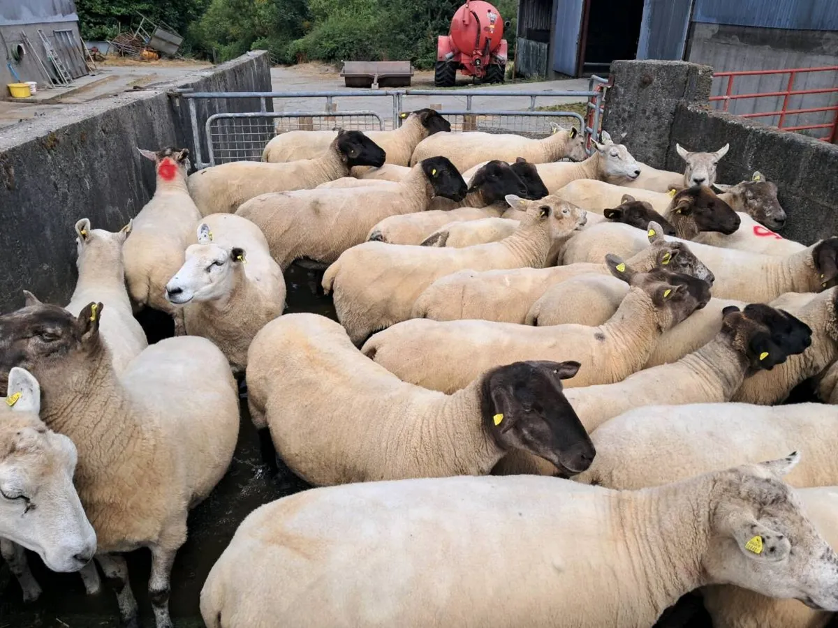 15 Suffolk hoggets and 30 ewes - Image 3
