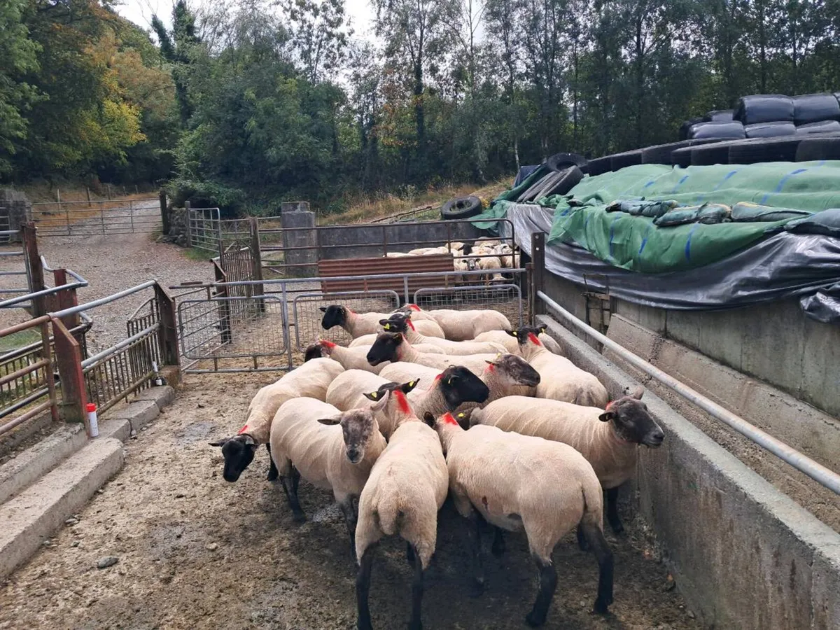 15 Suffolk hoggets and 30 ewes - Image 4