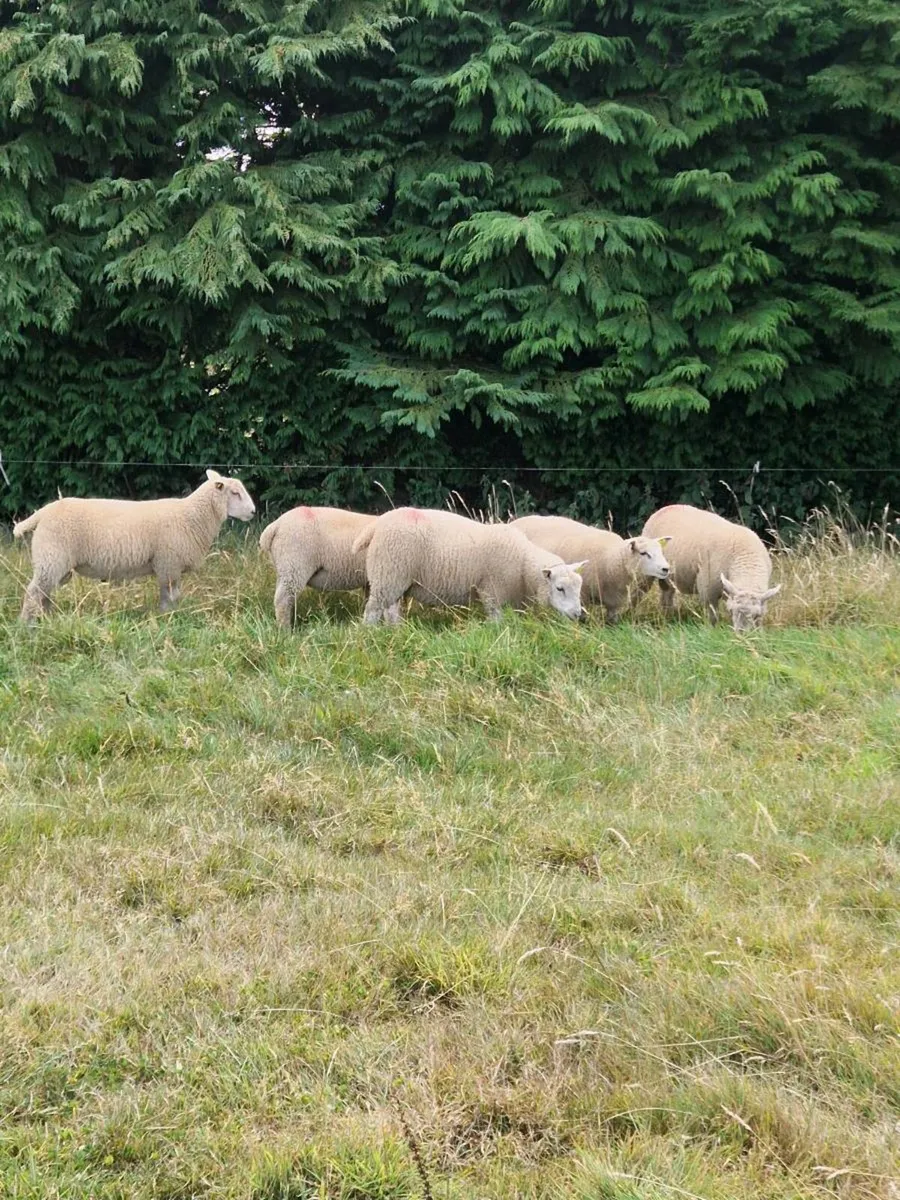 Charolollais X Ram Lambs. - Image 3