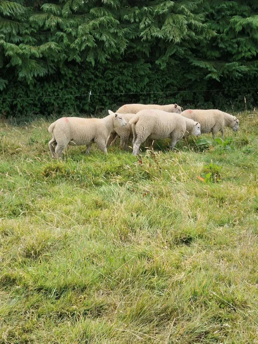 Charolollais X Ram Lambs. - Image 4