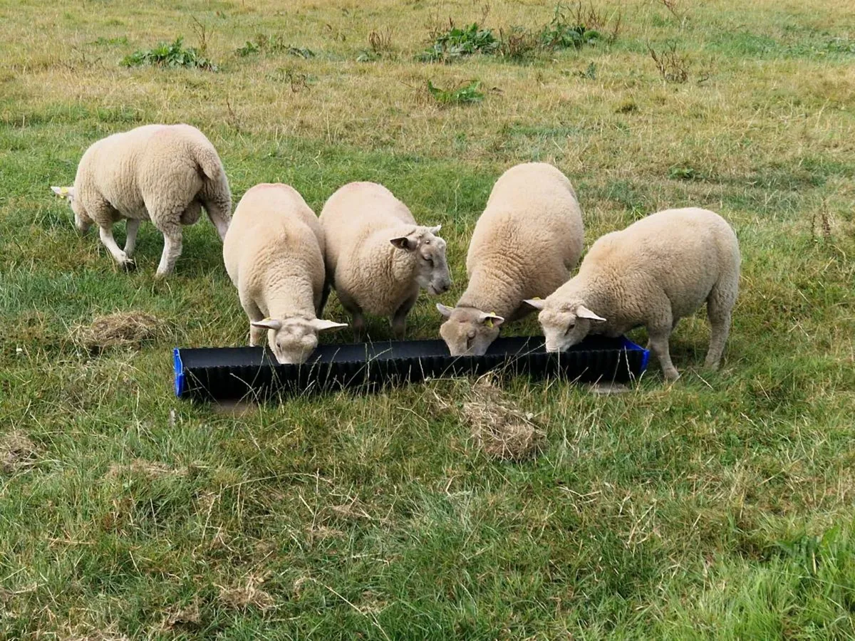 Charolollais X Ram Lambs. - Image 1