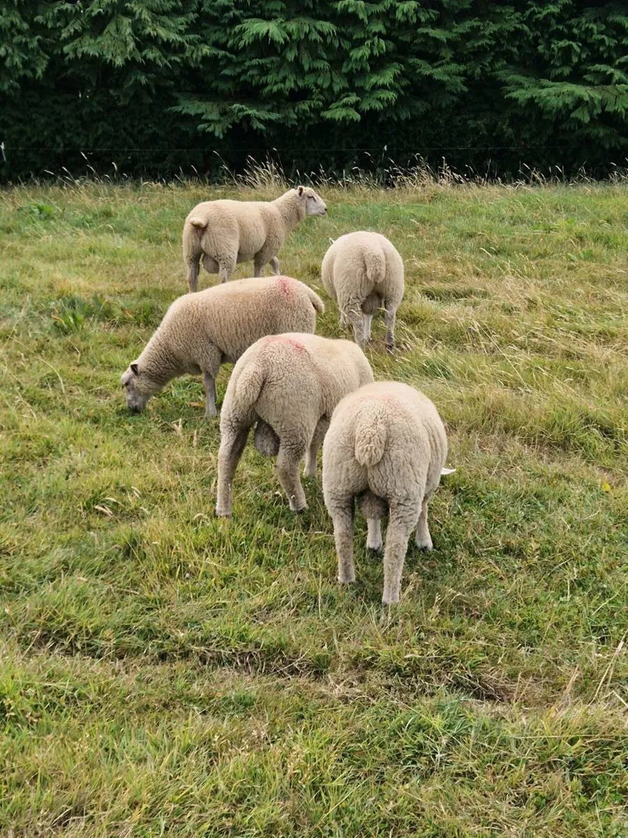 Charolollais X Ram Lambs. - Image 2