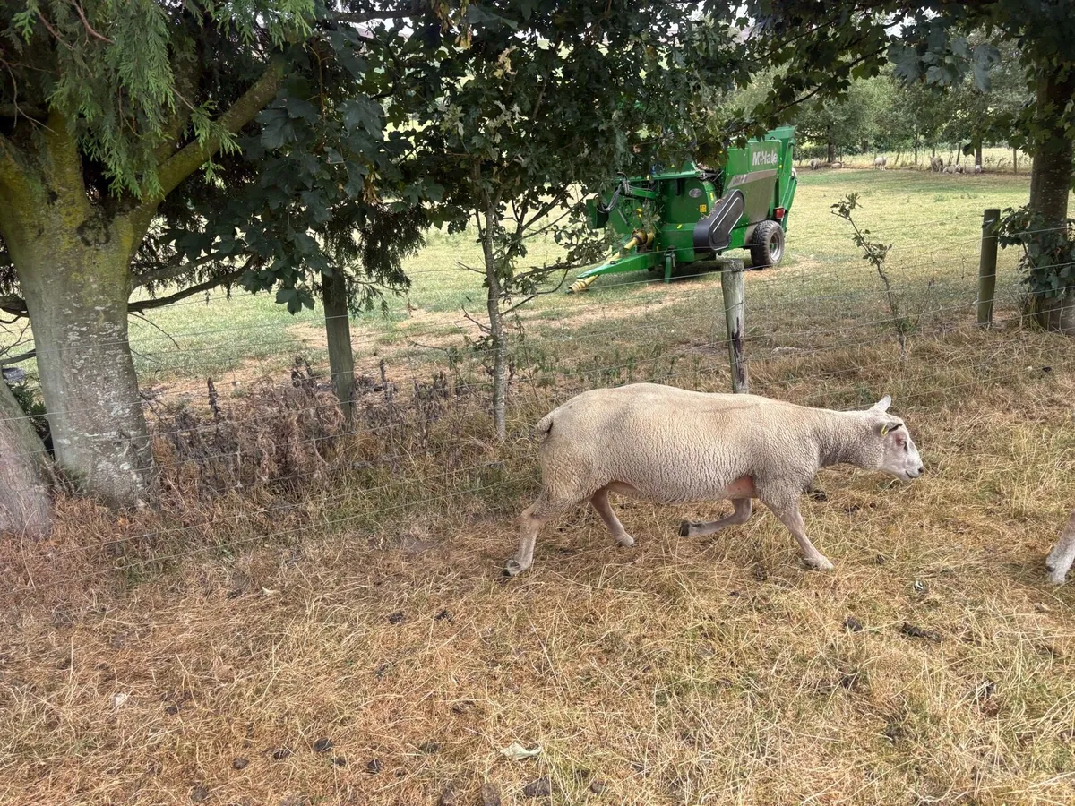 Charollais Ram - Image 3
