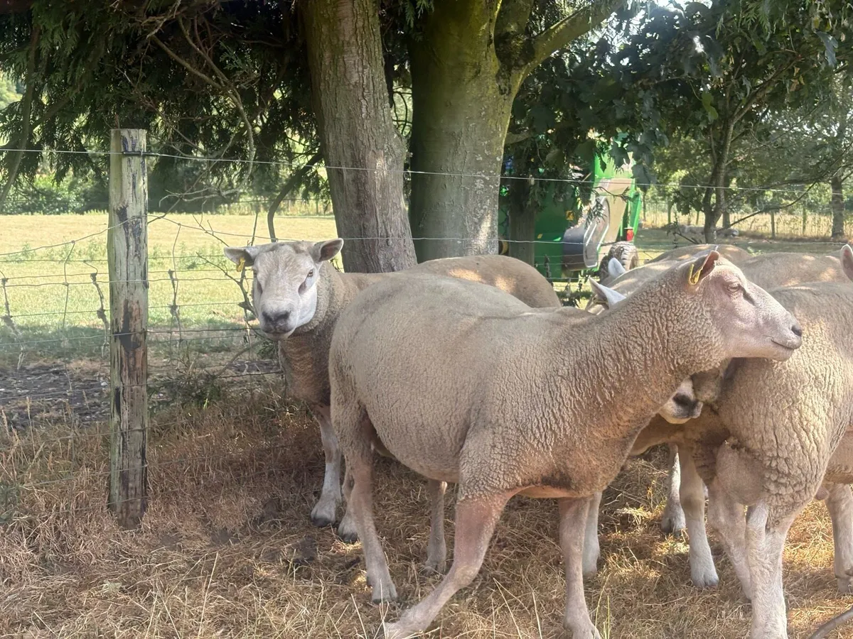 Charollais Ram - Image 2
