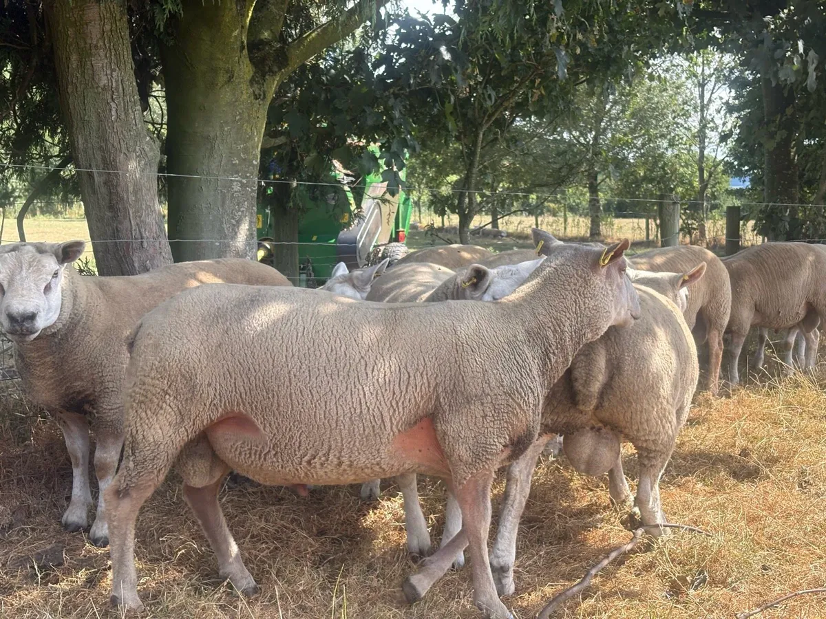 Charollais Ram - Image 1