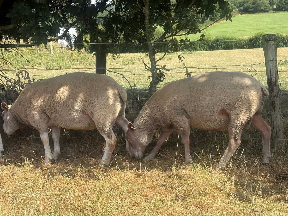 Charollais Ram - Image 4