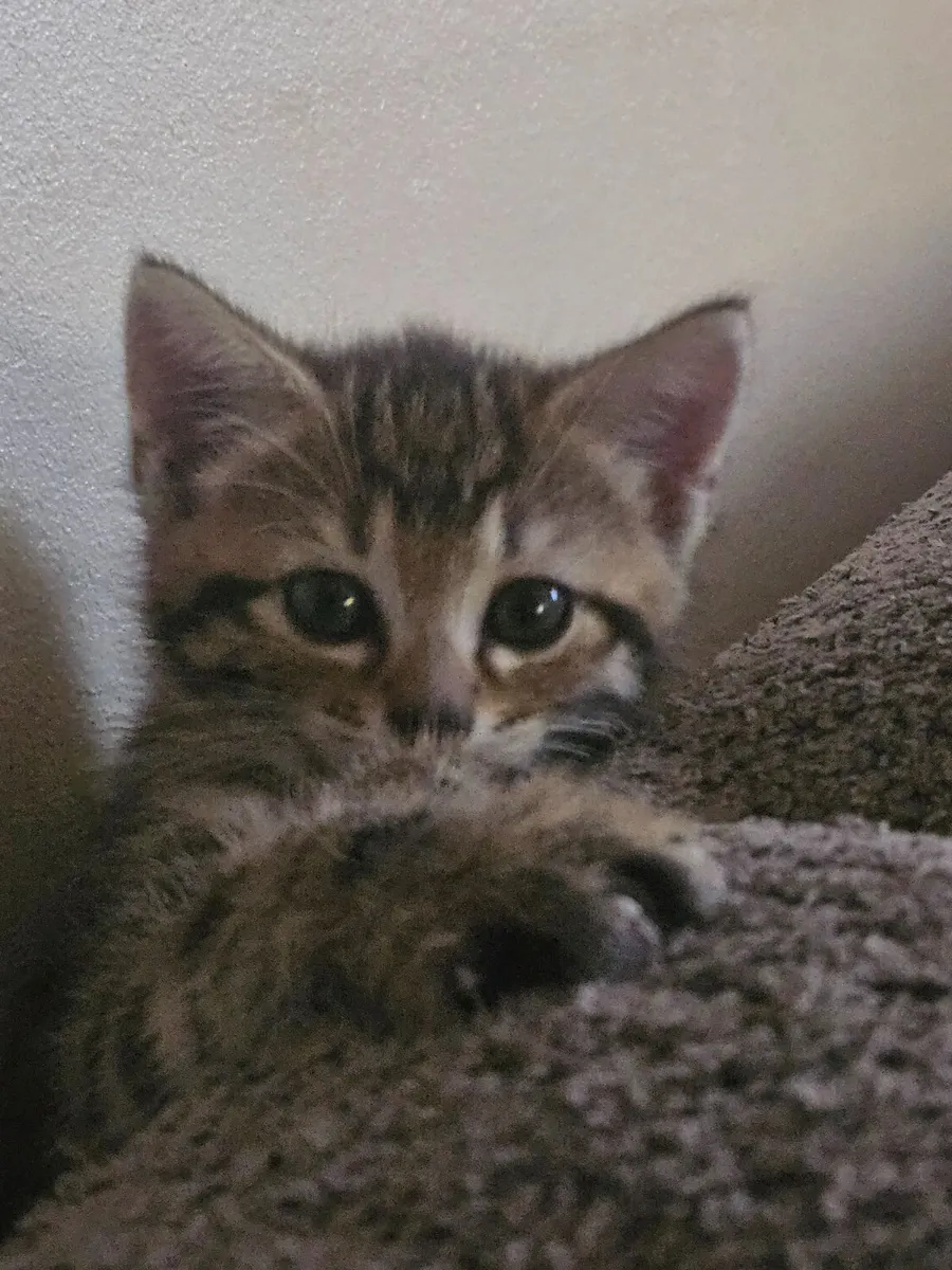 Kitten Adorable - Image 1