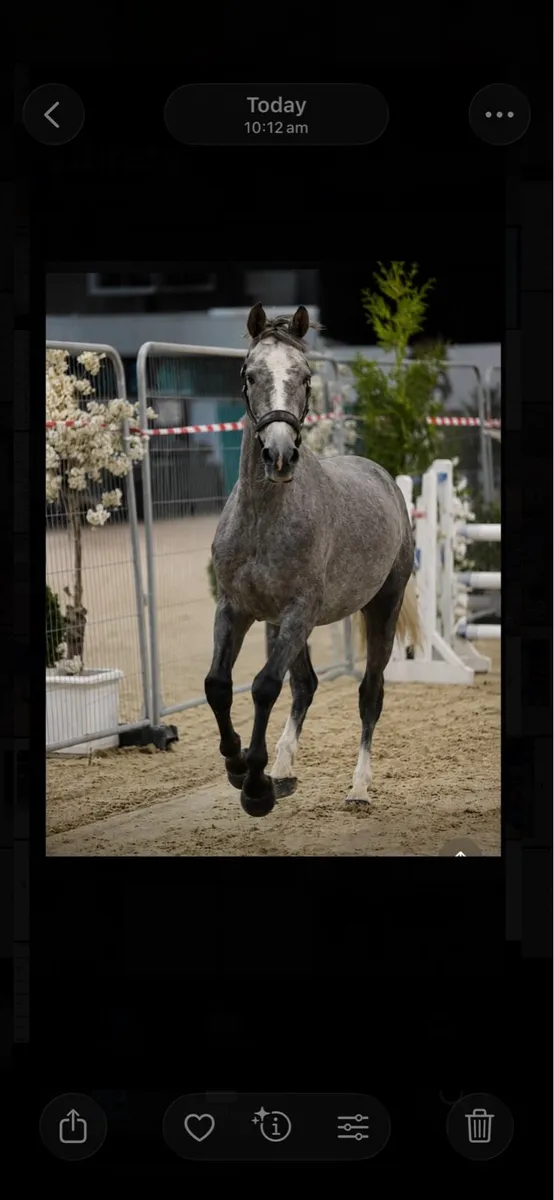 🌟⭐️ Woodland Mossie ⭐️🌟 - Image 1