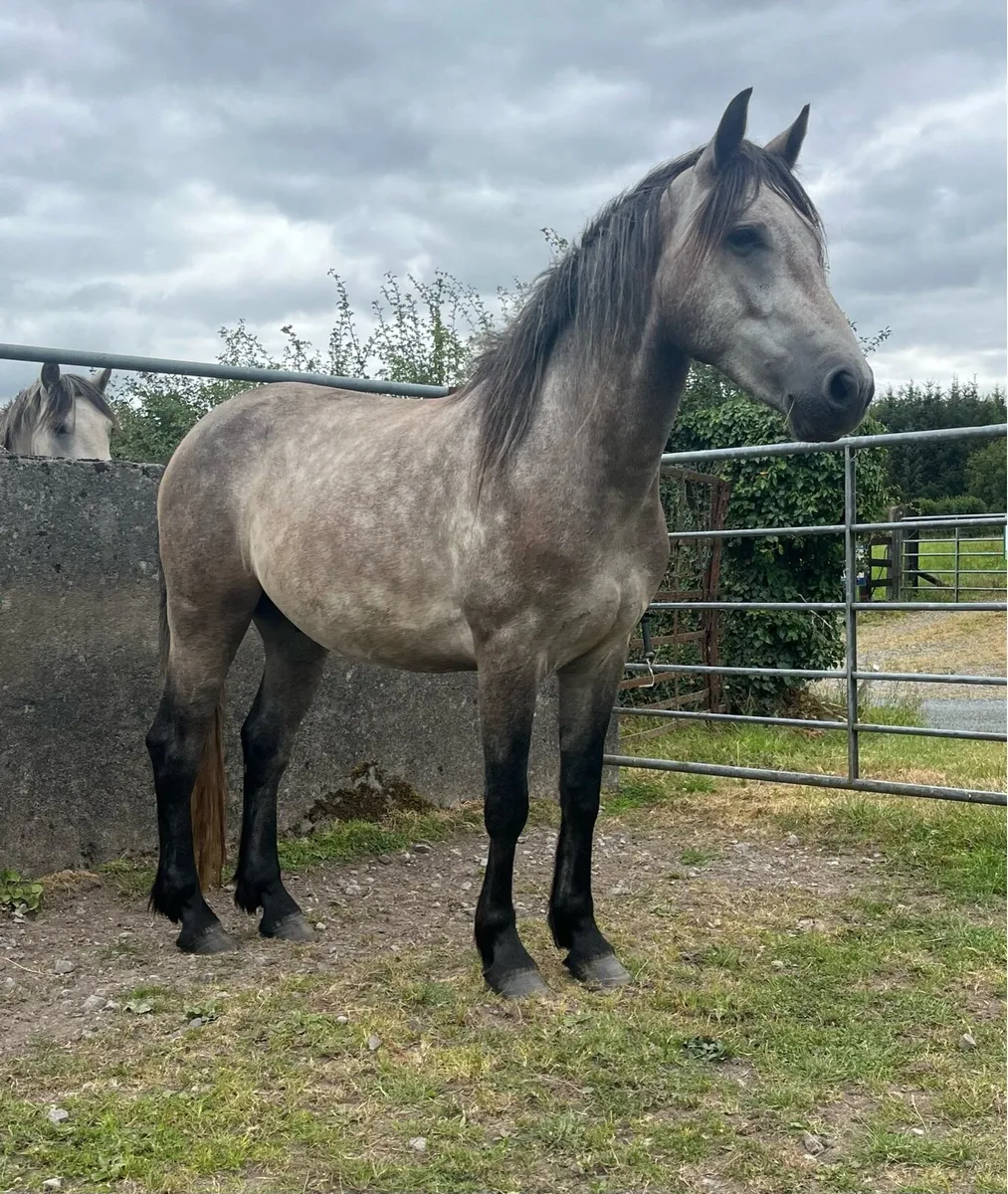 Three Year Old Connemara Gelding - Image 1