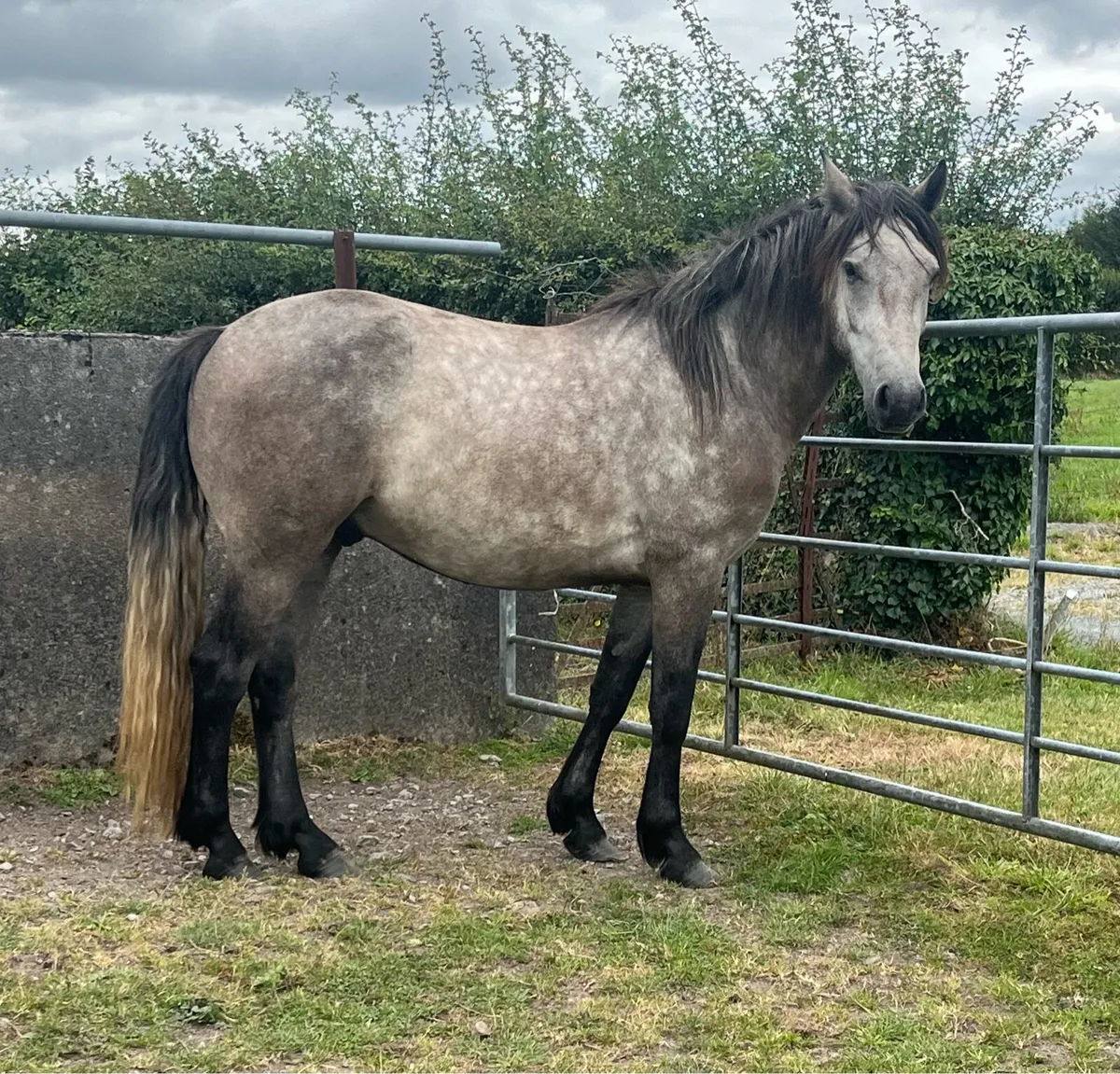 Three Year Old Connemara Gelding - Image 2