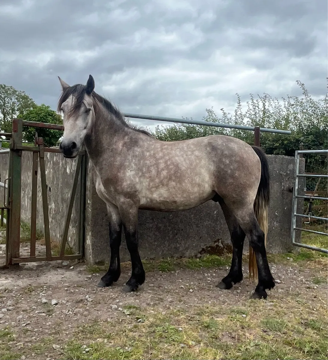 Three Year Old Connemara Gelding - Image 3