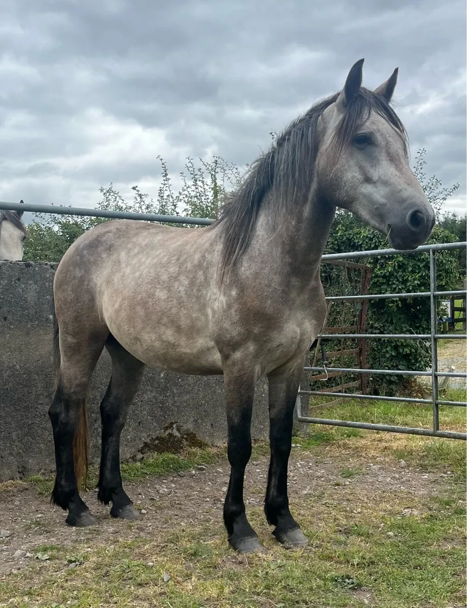 Three Year Old Connemara Gelding - Image 4
