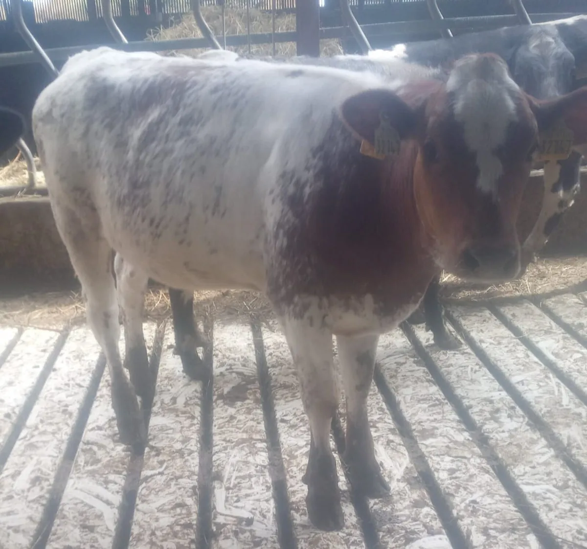 22 BB x FR heifers in New Ross mart this Monday - Image 1