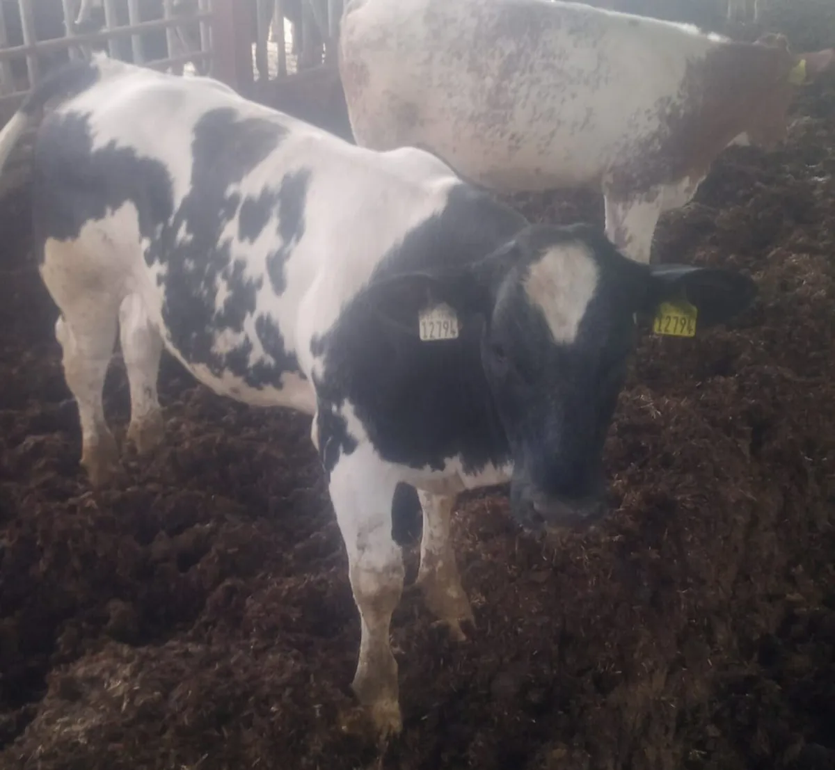 22 BB x FR heifers in New Ross mart this Monday - Image 2