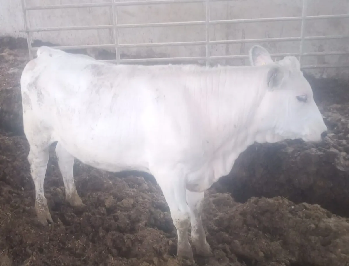 22 BB x FR heifers in New Ross mart this Monday - Image 3