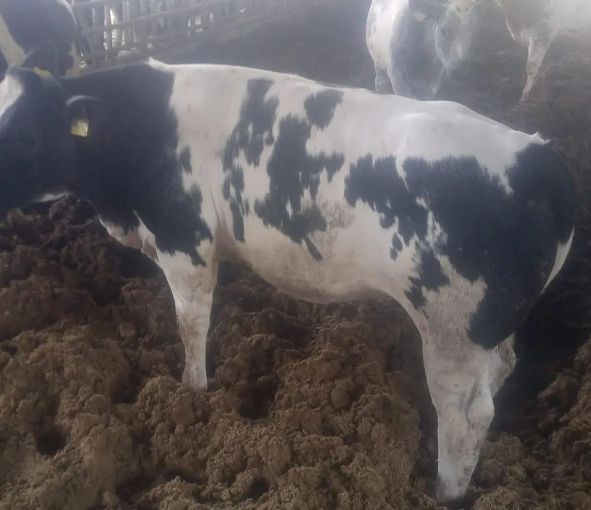 22 BB x FR heifers in New Ross mart this Monday - Image 4