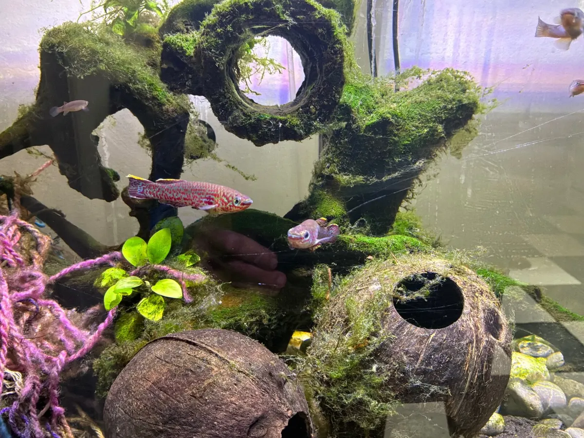 Steel Blue Killifish - Fish & Tank - Image 4
