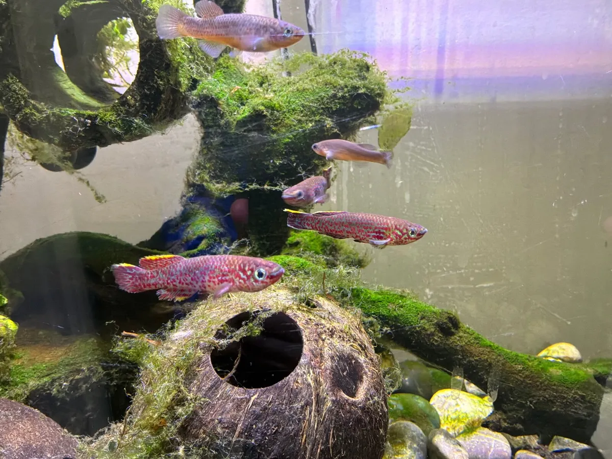 Non Annual Steel Blue Killifish - Fish & Tank - Image 3
