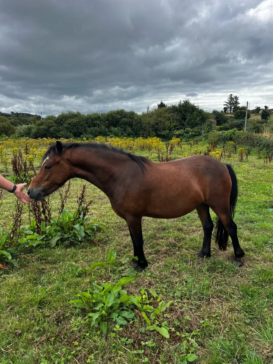 Kerry bog ponies - Image 1