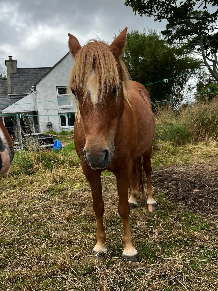 Kerry bog ponies - Image 2