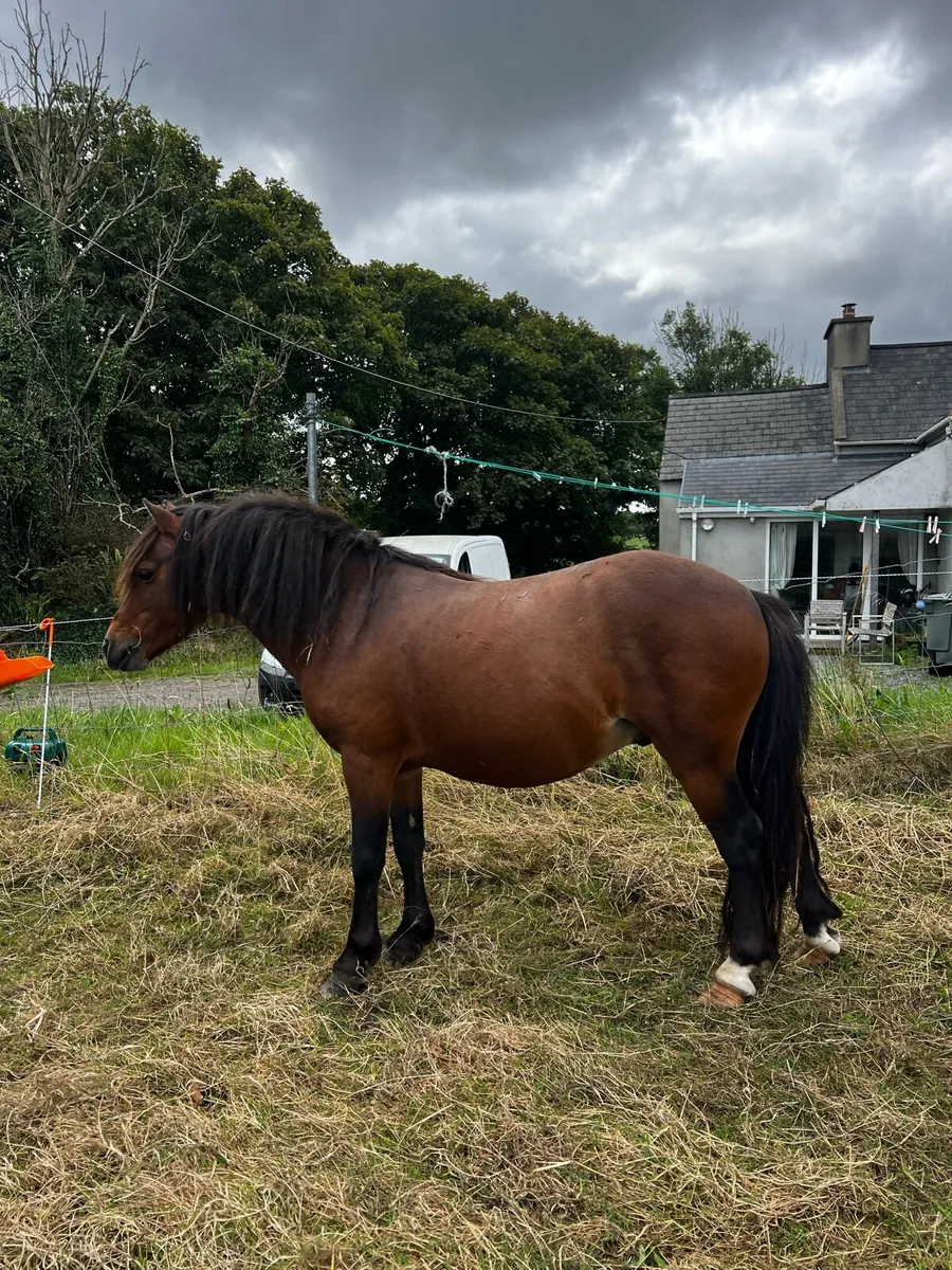 Kerry bog ponies - Image 4