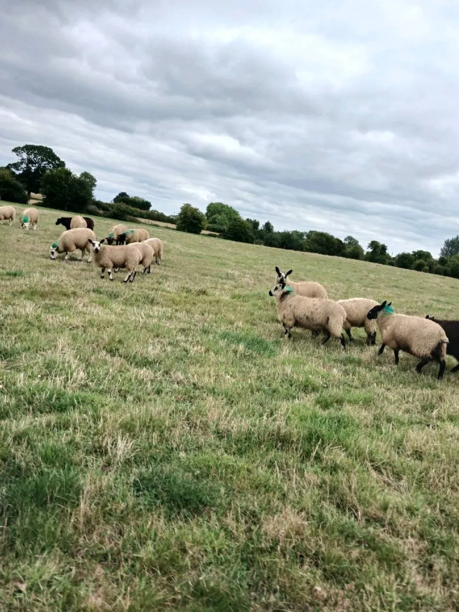 EWE LAMBS DIP AN DOSED - Image 2