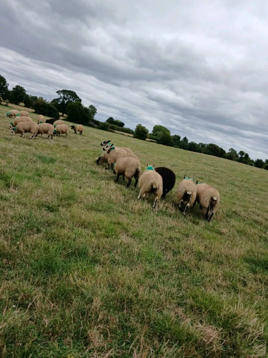 EWE LAMBS DIP AN DOSED - Image 3