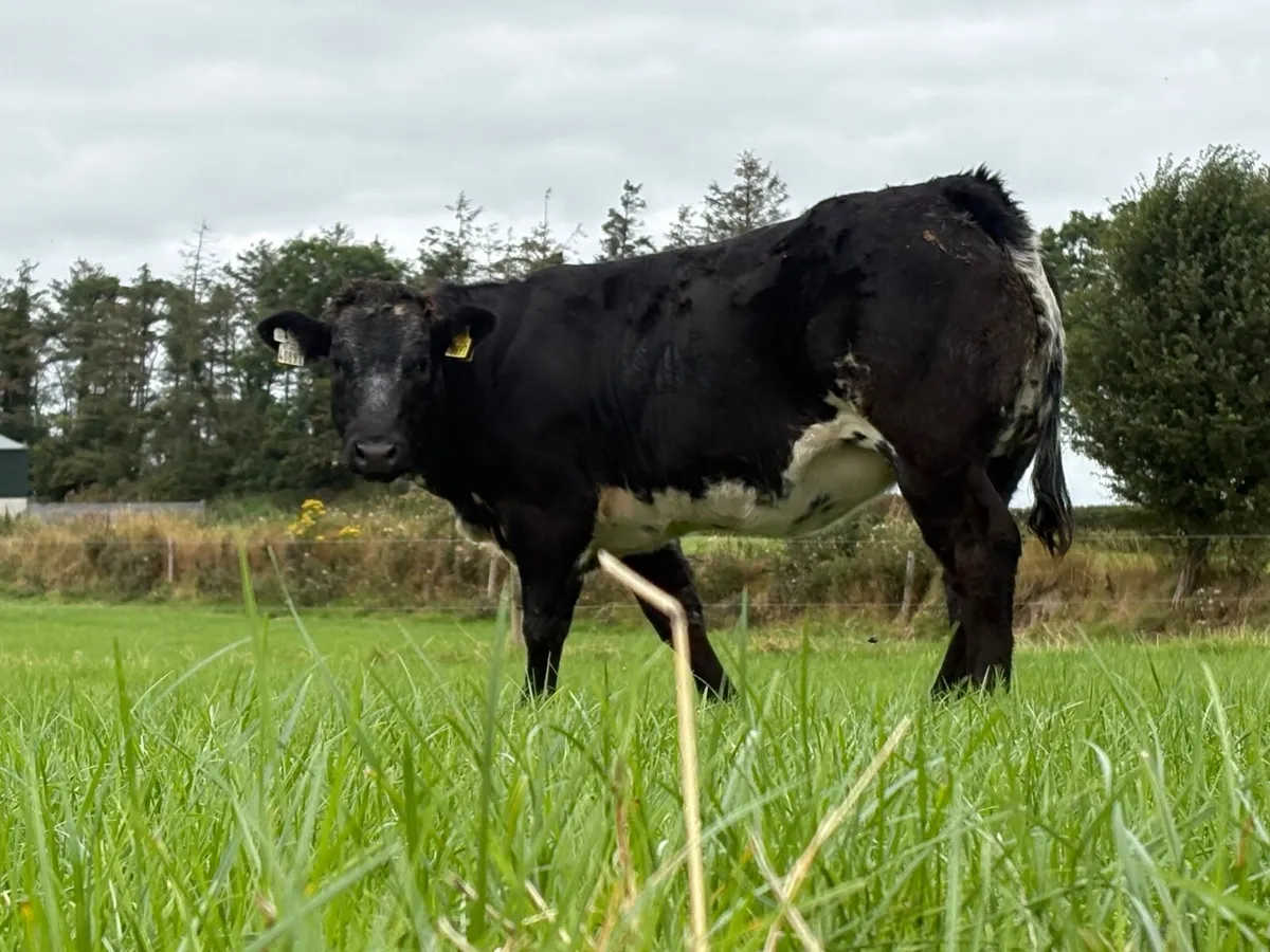⭐️Weanling Heifers⭐️ - Image 1