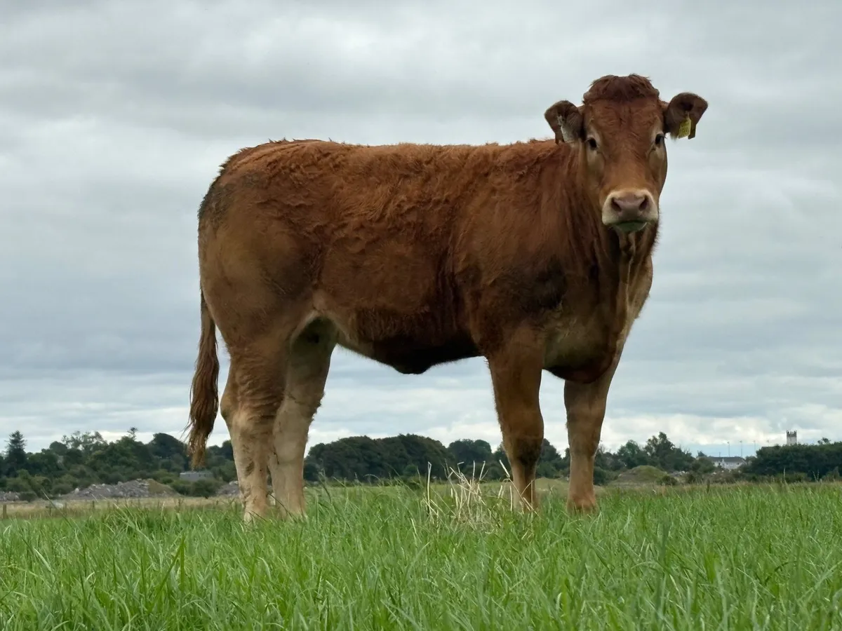 ⭐️Weanling Heifers⭐️ - Image 3