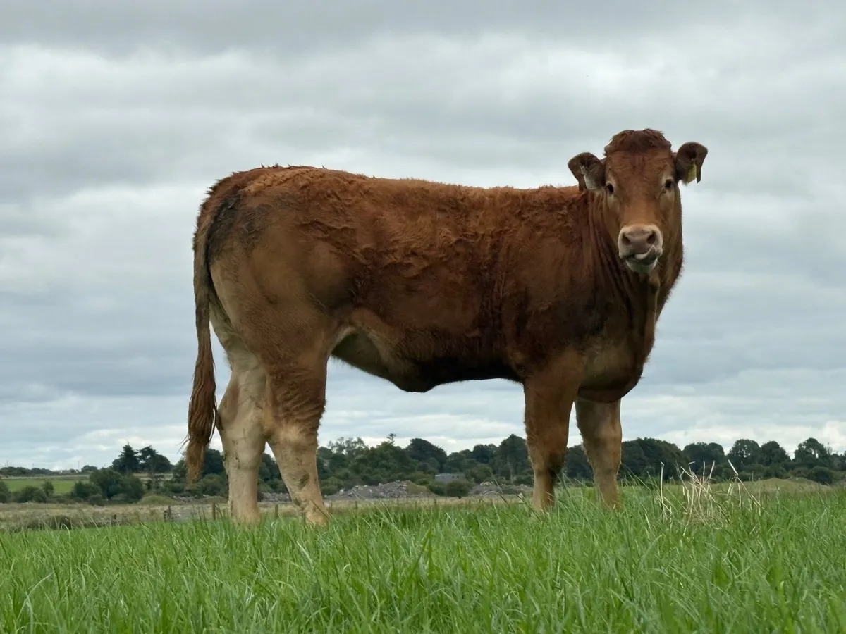 ⭐️Weanling Heifers⭐️ - Image 4