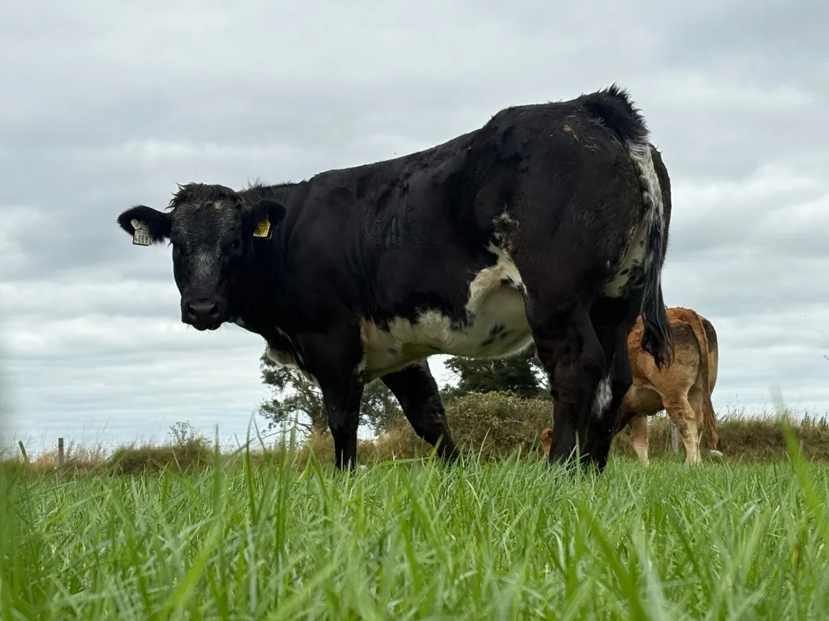 ⭐️Weanling Heifers⭐️ - Image 2
