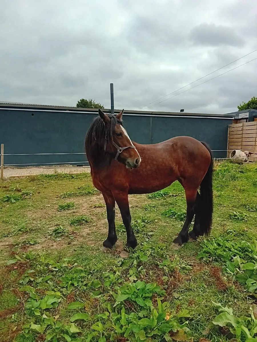 Horse - Image 1