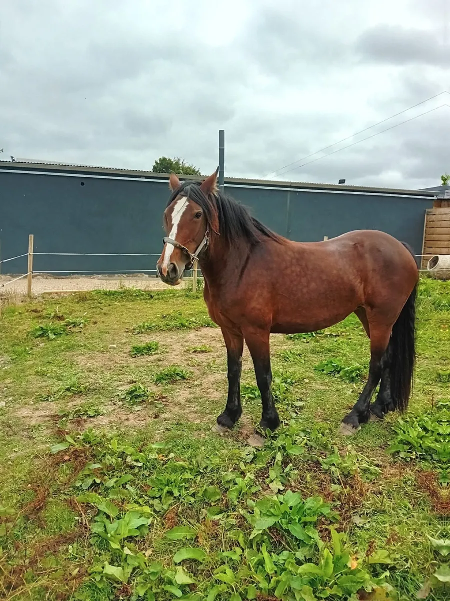 Horse - Image 2