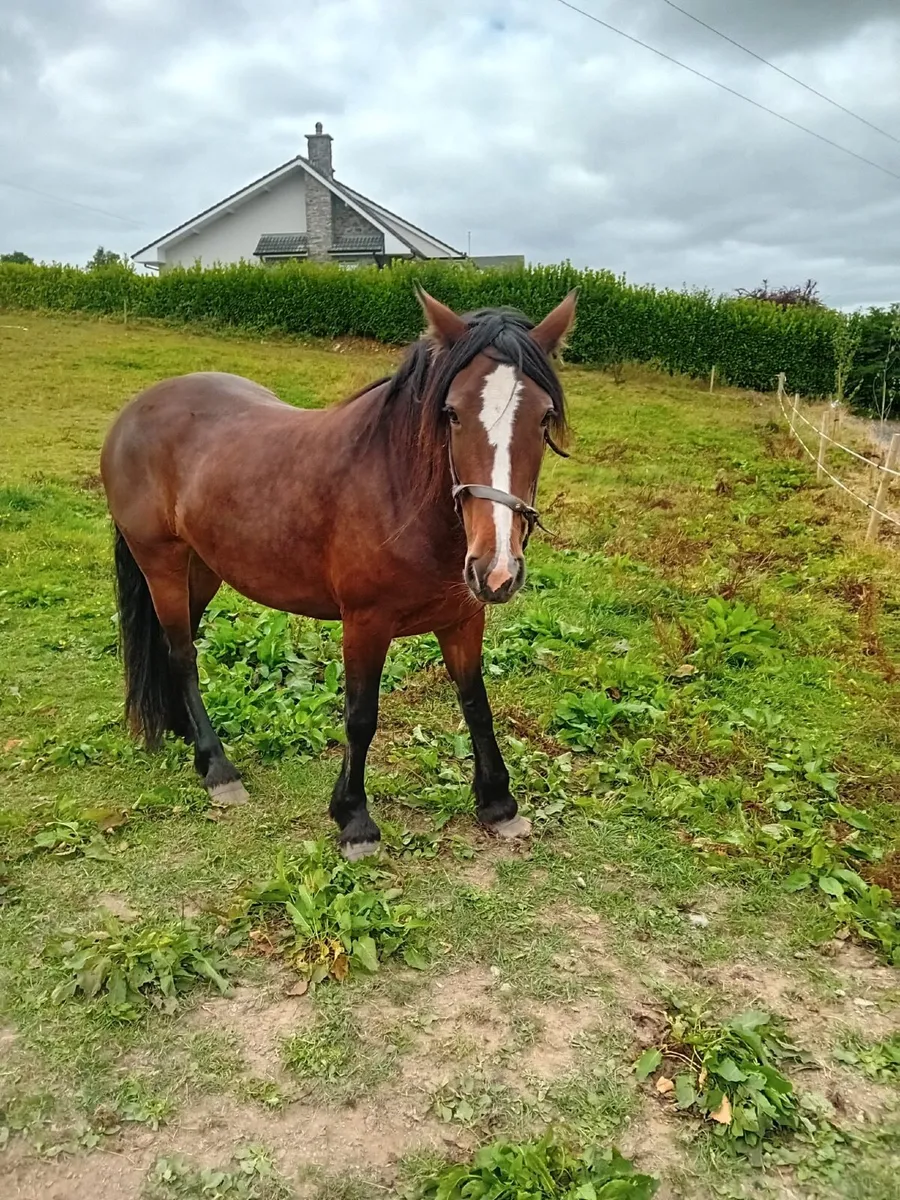 Horse - Image 3