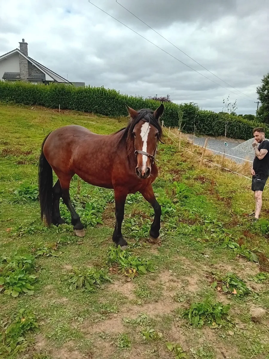 Horse - Image 4