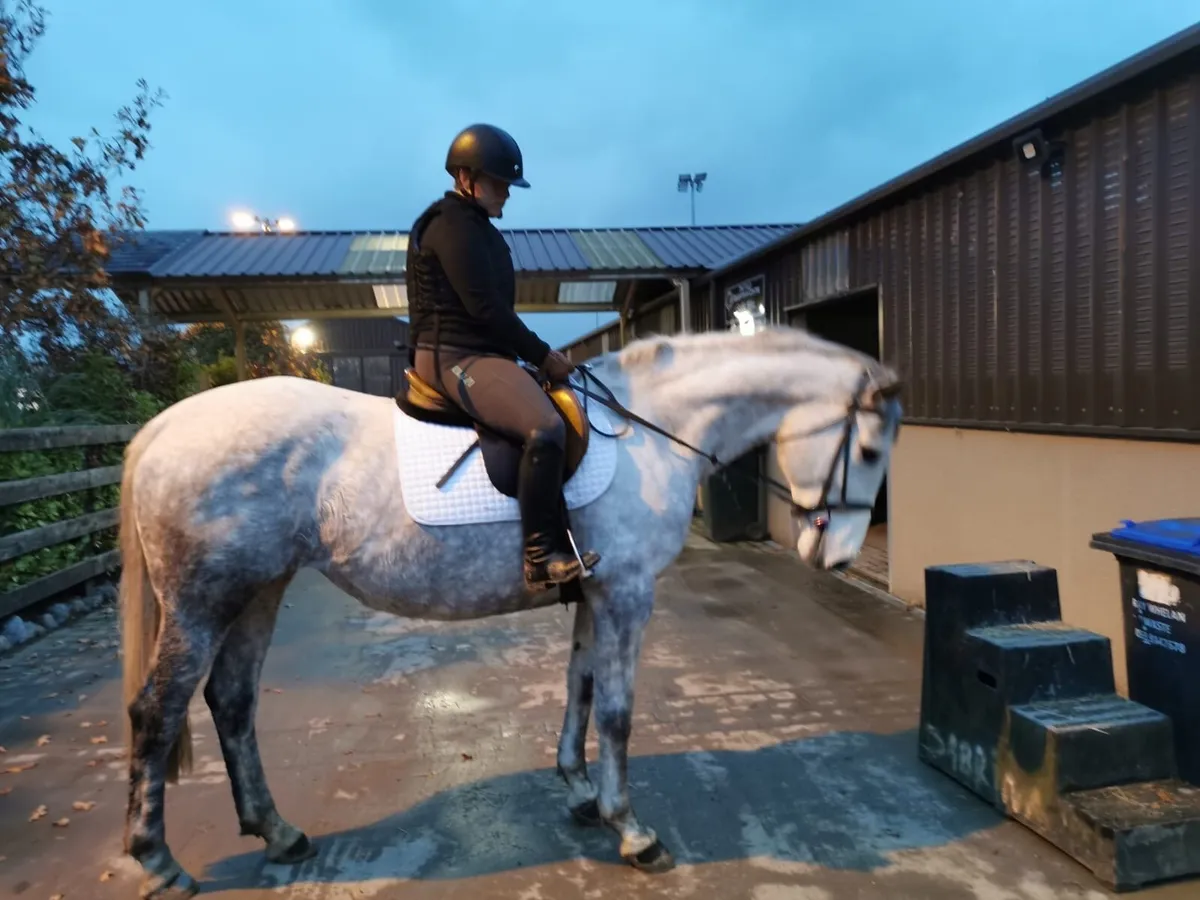 16.2hh Irish sport horse mare - Image 4