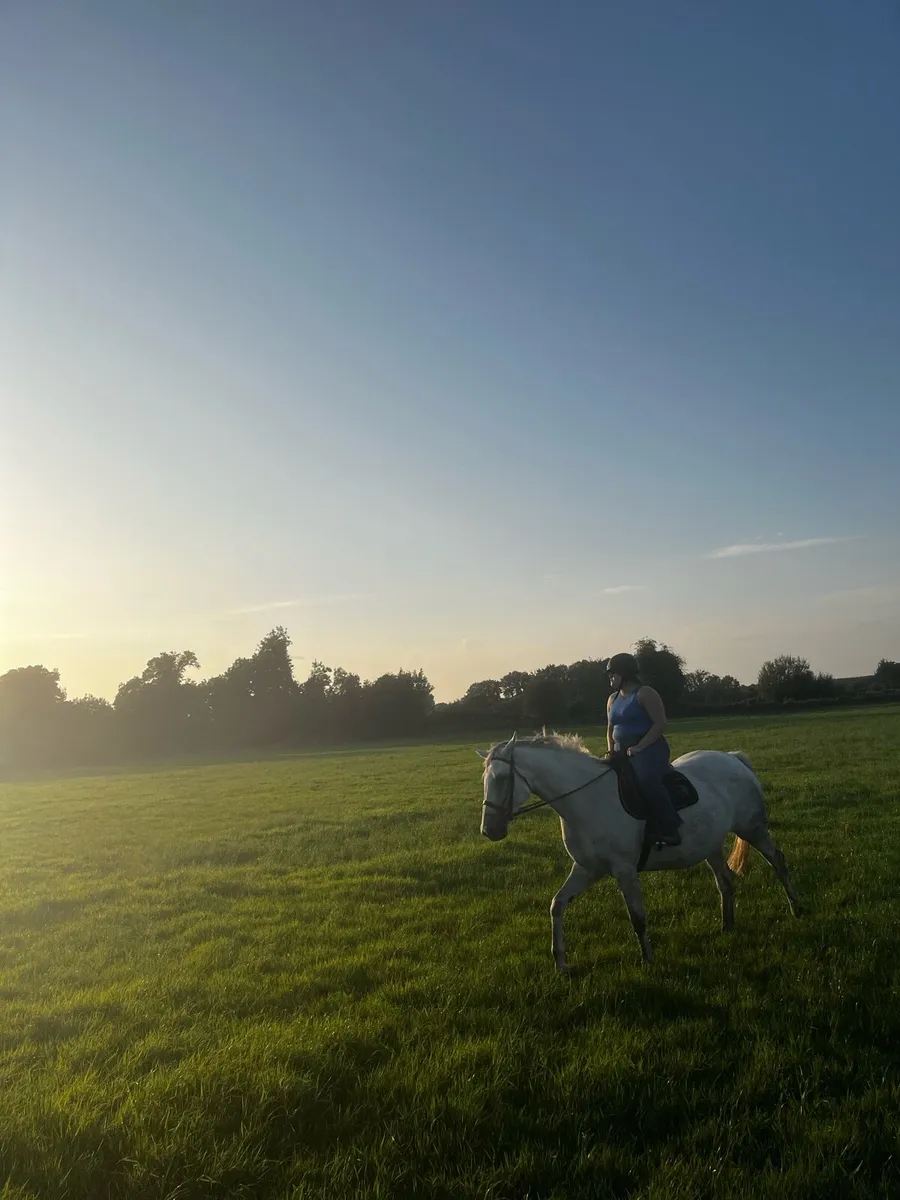 16.2hh Irish sport horse mare - Image 2