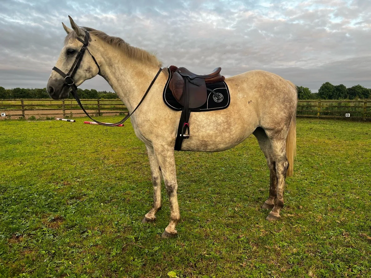 16.2hh Irish sport horse mare - Image 3