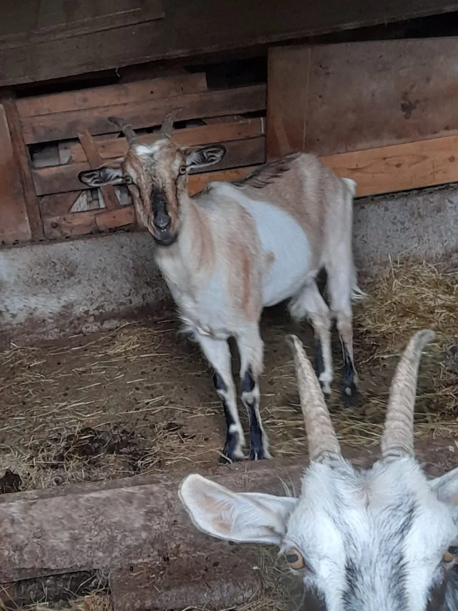 Goats - Image 2