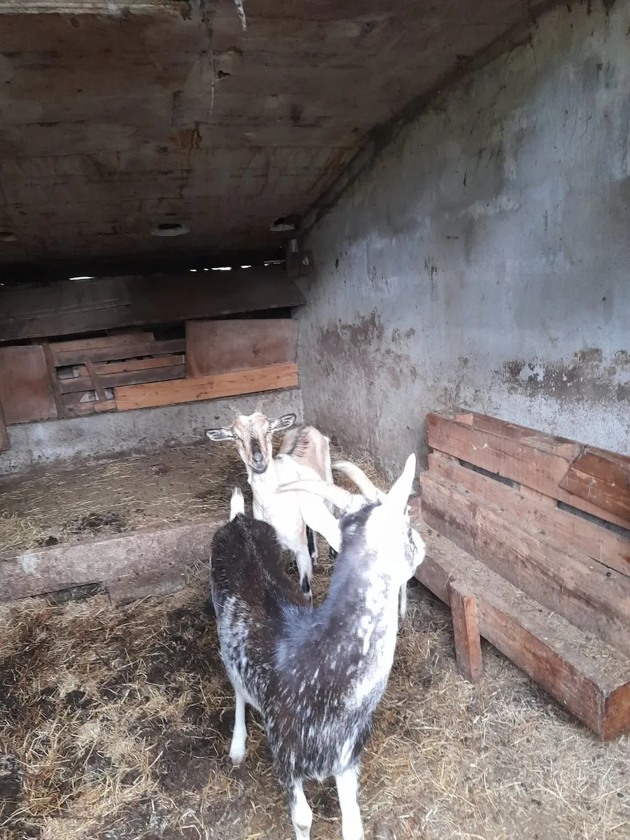 Goats - Image 3