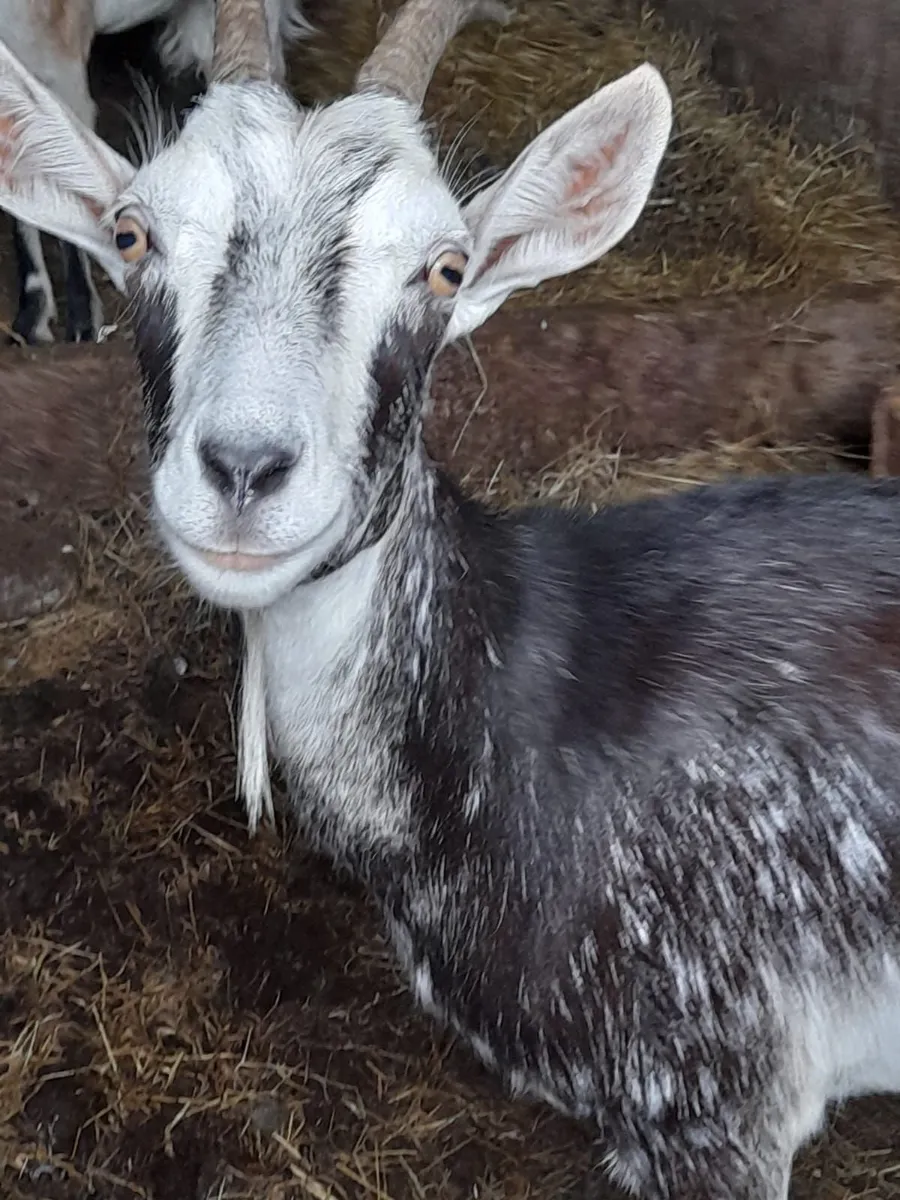 Goats - Image 1