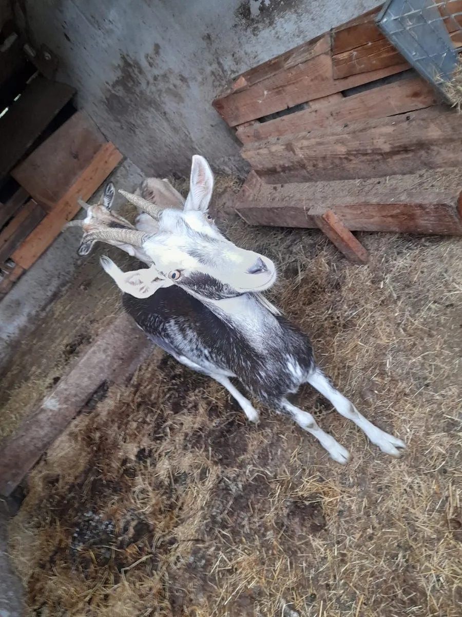 Goats - Image 4