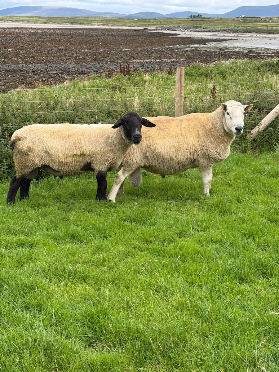 1 Suffolk ram and 1 cheviot ram for sale - Image 1