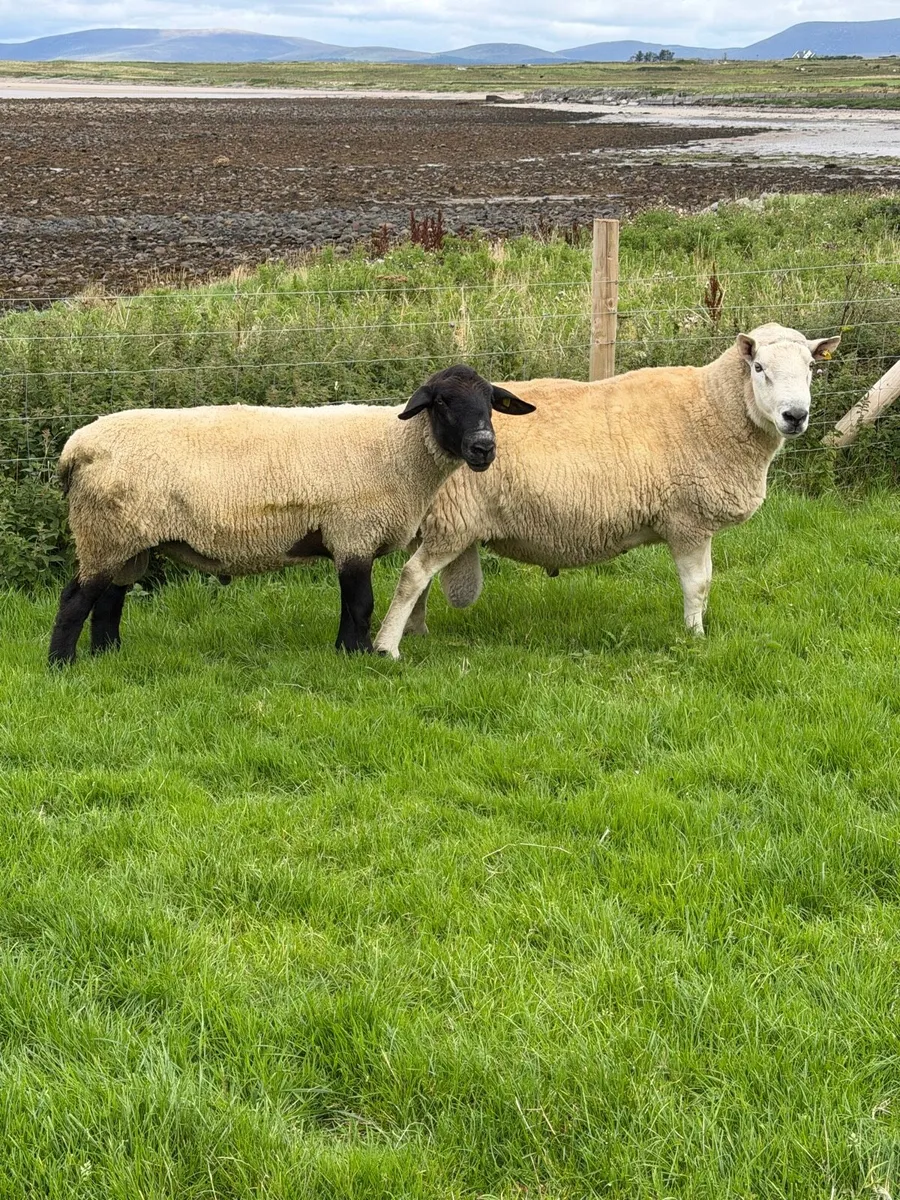 1 Suffolk ram and 1 cheviot ram for sale - Image 2